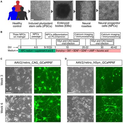 A robust and reliable methodology to perform GECI-based multi-time point neuronal calcium imaging within mixed cultures of human iPSC-derived cortical neurons